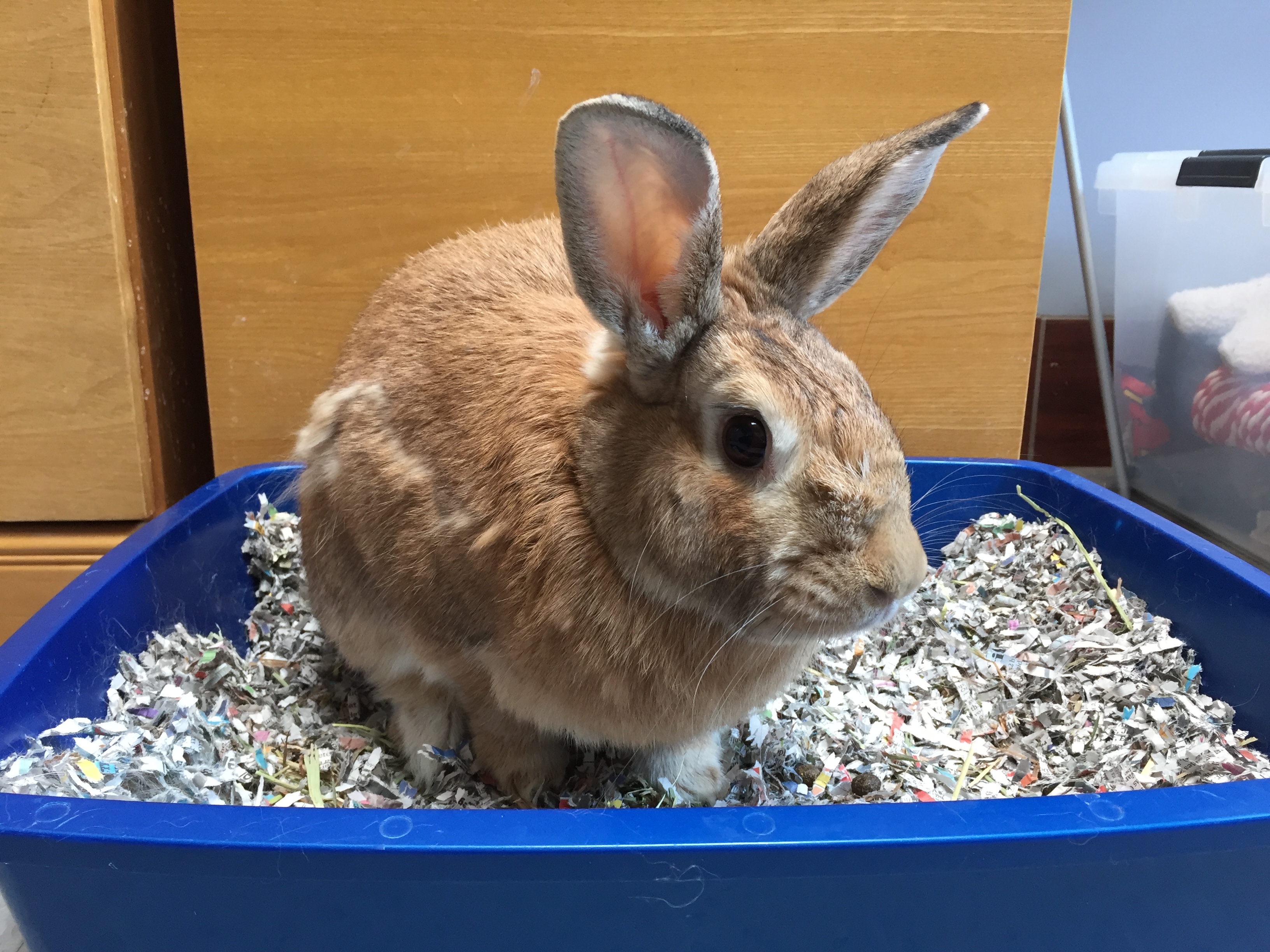 Cashmere - adoptable rescue rabbit