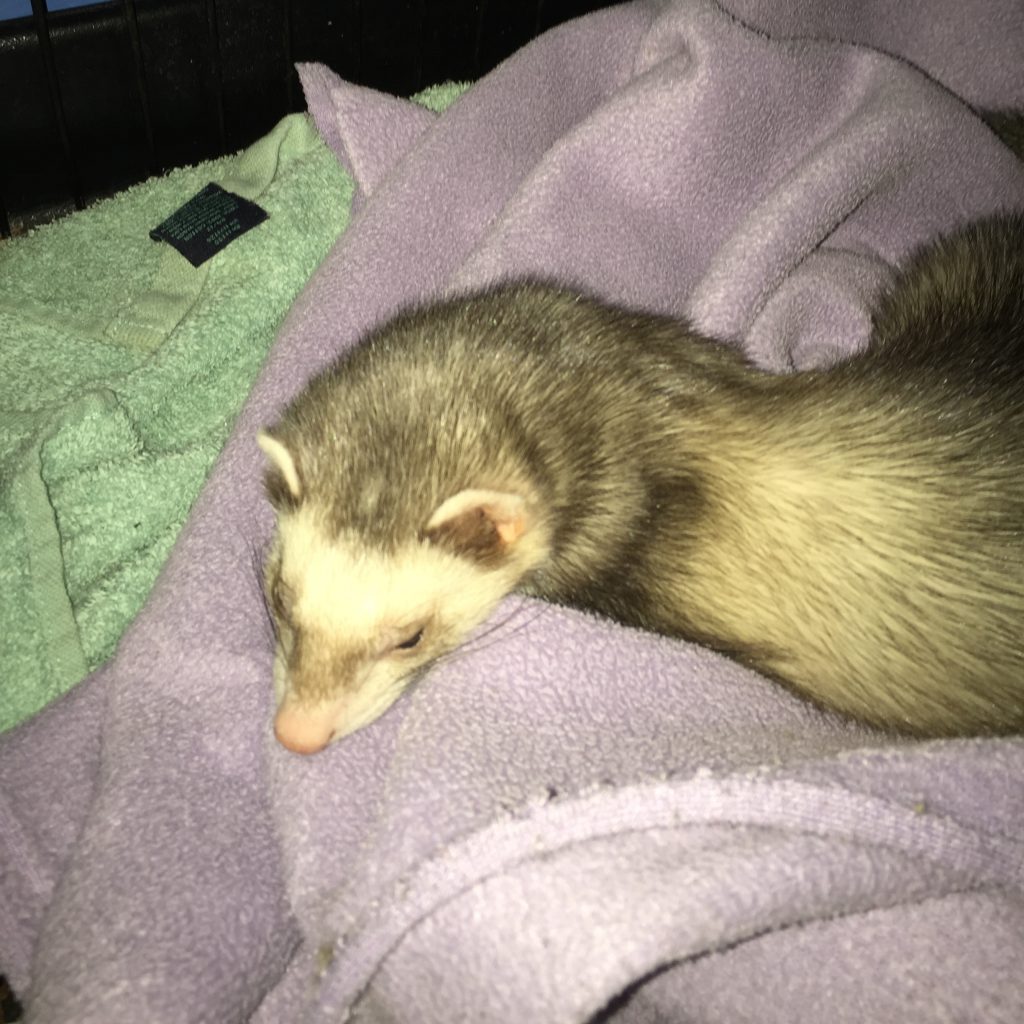 Petty McPetterson, adoptable rescue ferret