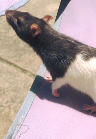 Colossus - adoptable hooded rat