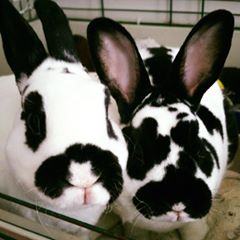 rescue rabbits Harley and Quinn