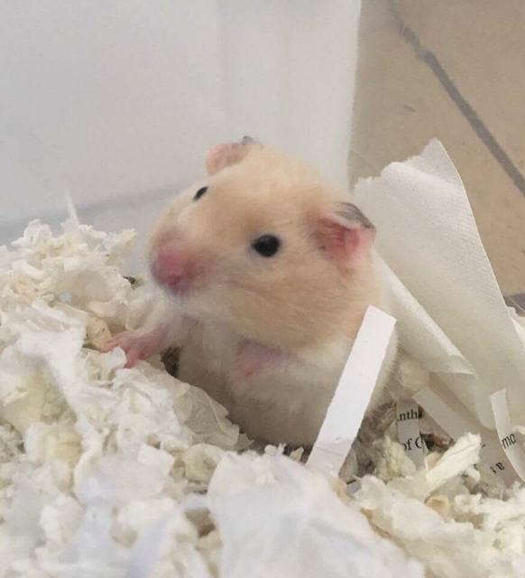 rescue hamsters near me